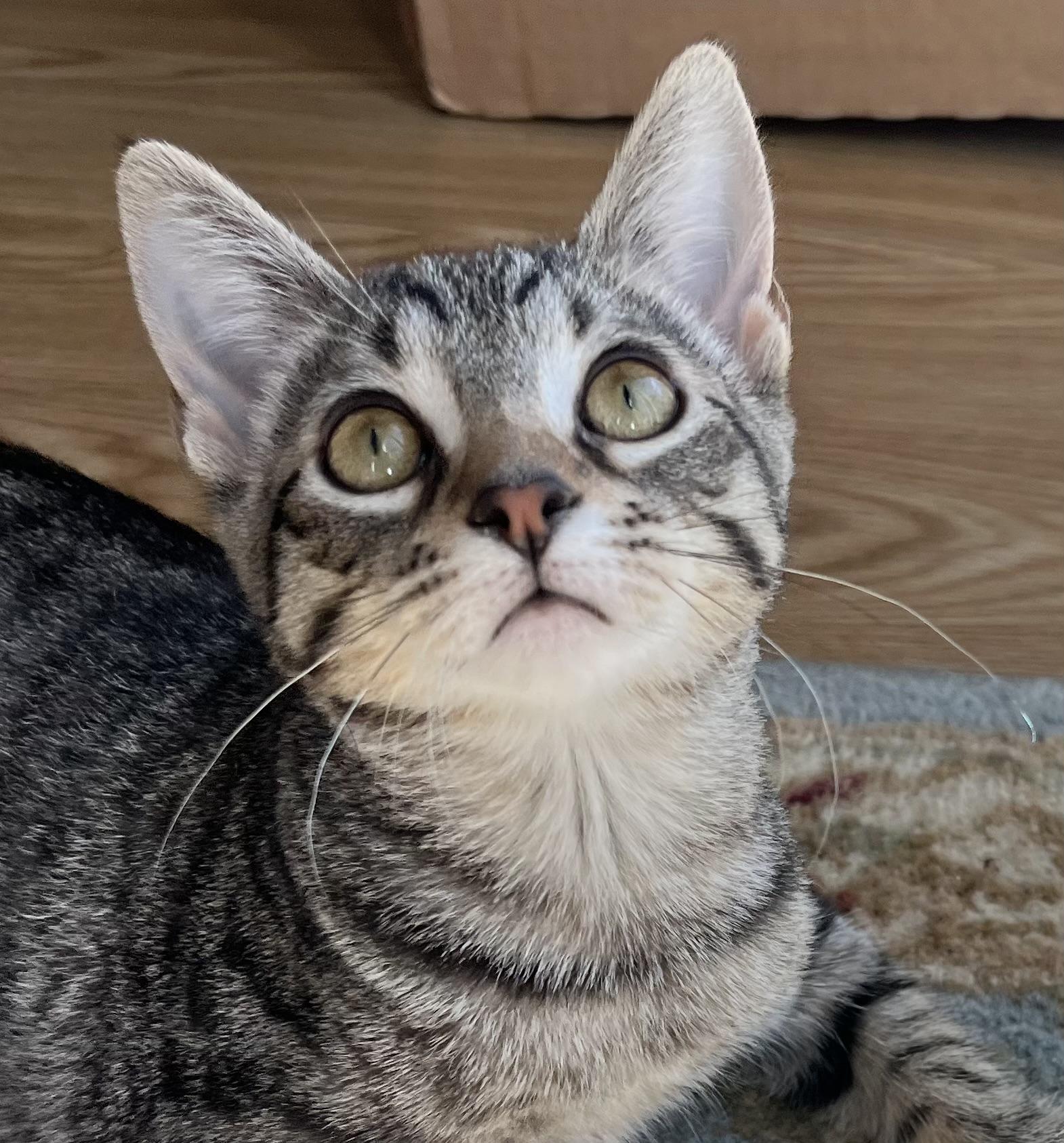 Summer, Adoptable, Kitten Female Domestic Short Hair.