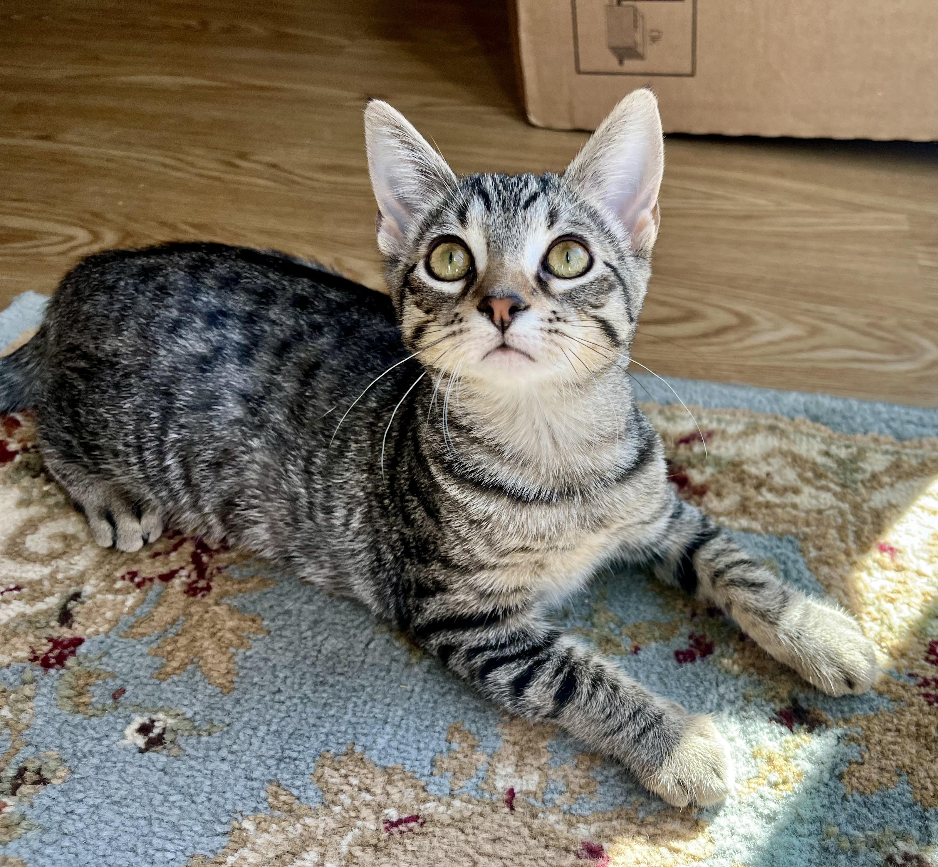 Enlarge Summer, a Adoptable mixed breed in Rocky Hill, CT image 2/6
