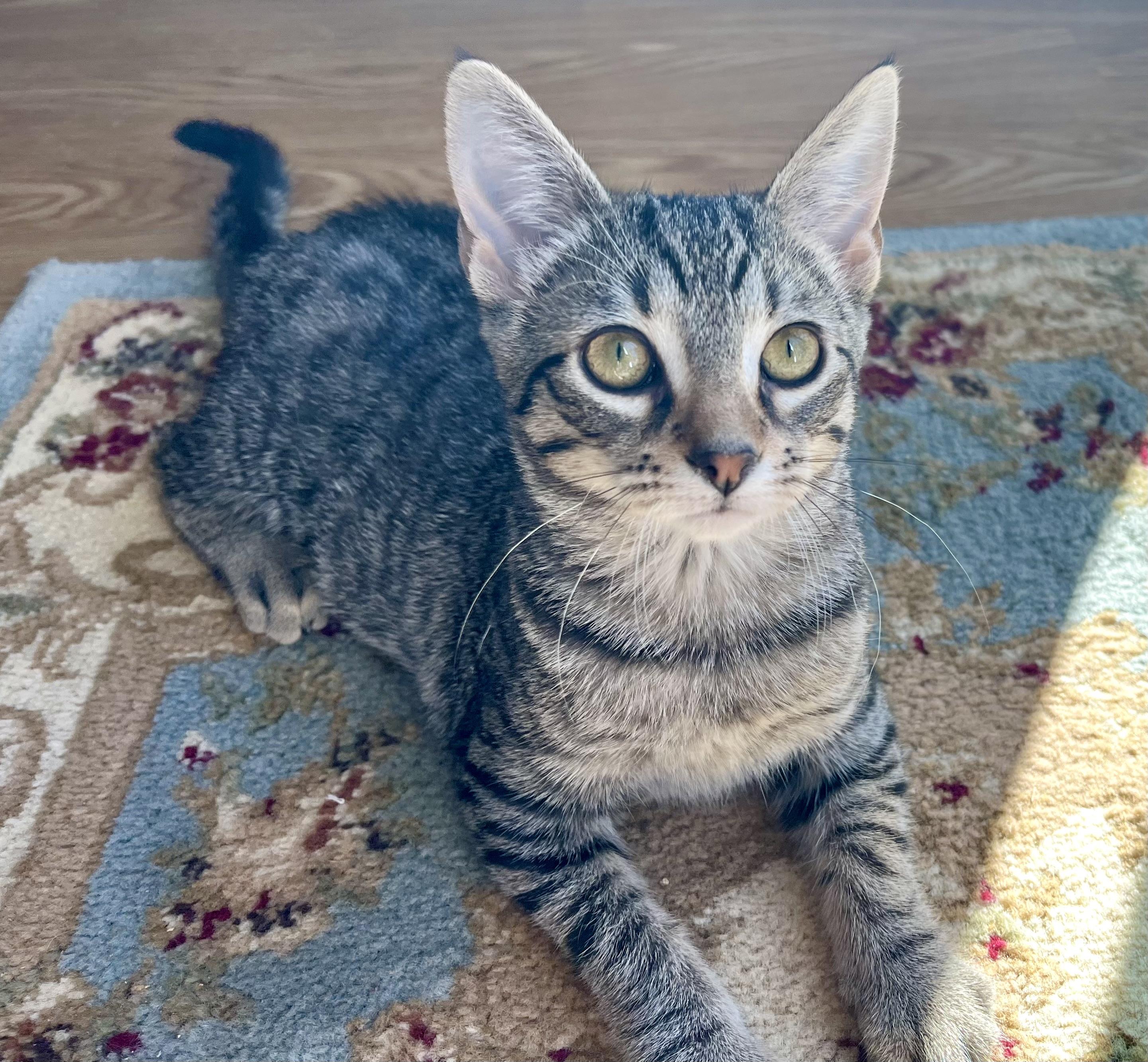 Enlarge Summer, a Adoptable mixed breed in Rocky Hill, CT image 3/6