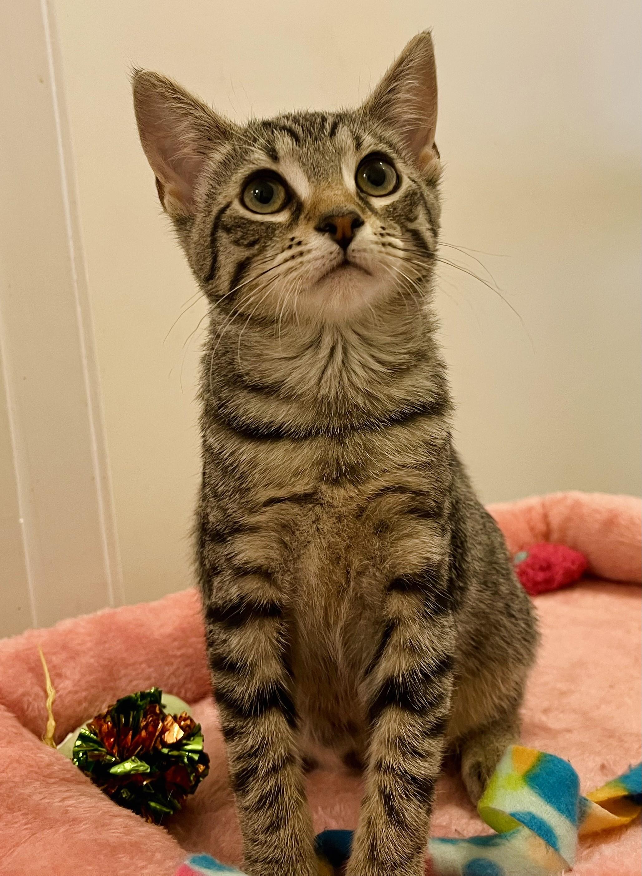 Enlarge Summer, a Adoptable mixed breed in Rocky Hill, CT image 5/6