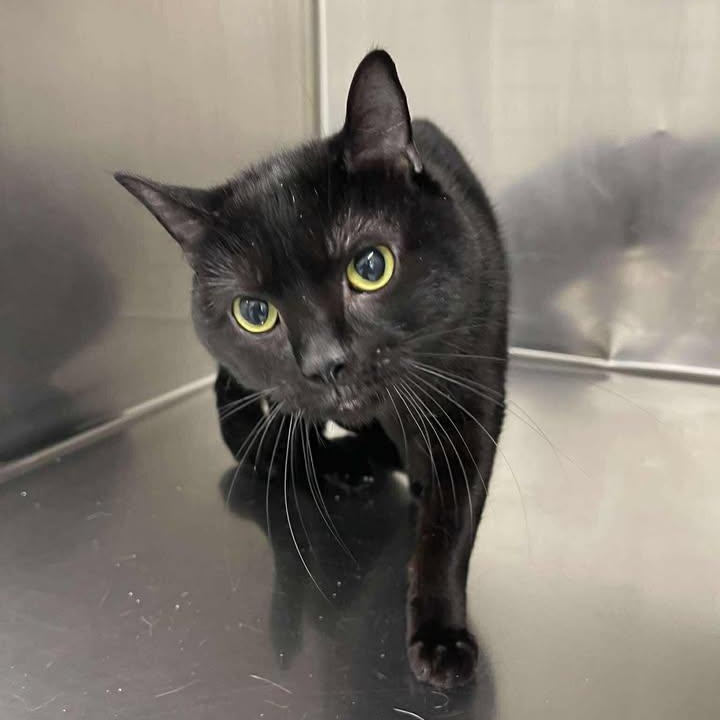 Enlarge Sokka, a ADOPTABLE Domestic Short Hair in Winthrop, ME image 1/1