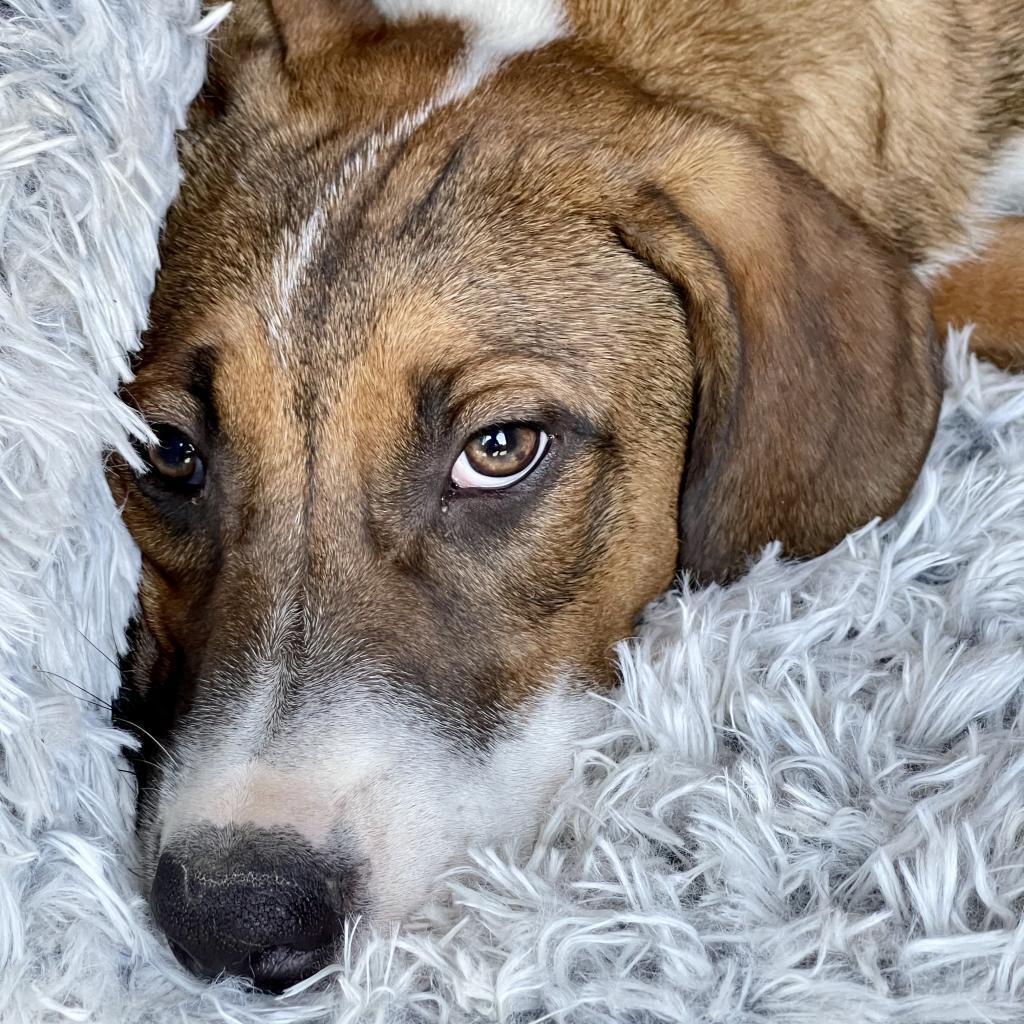 Itsy, Adoptable, Adult Male Mixed Breed & Cattle Dog.