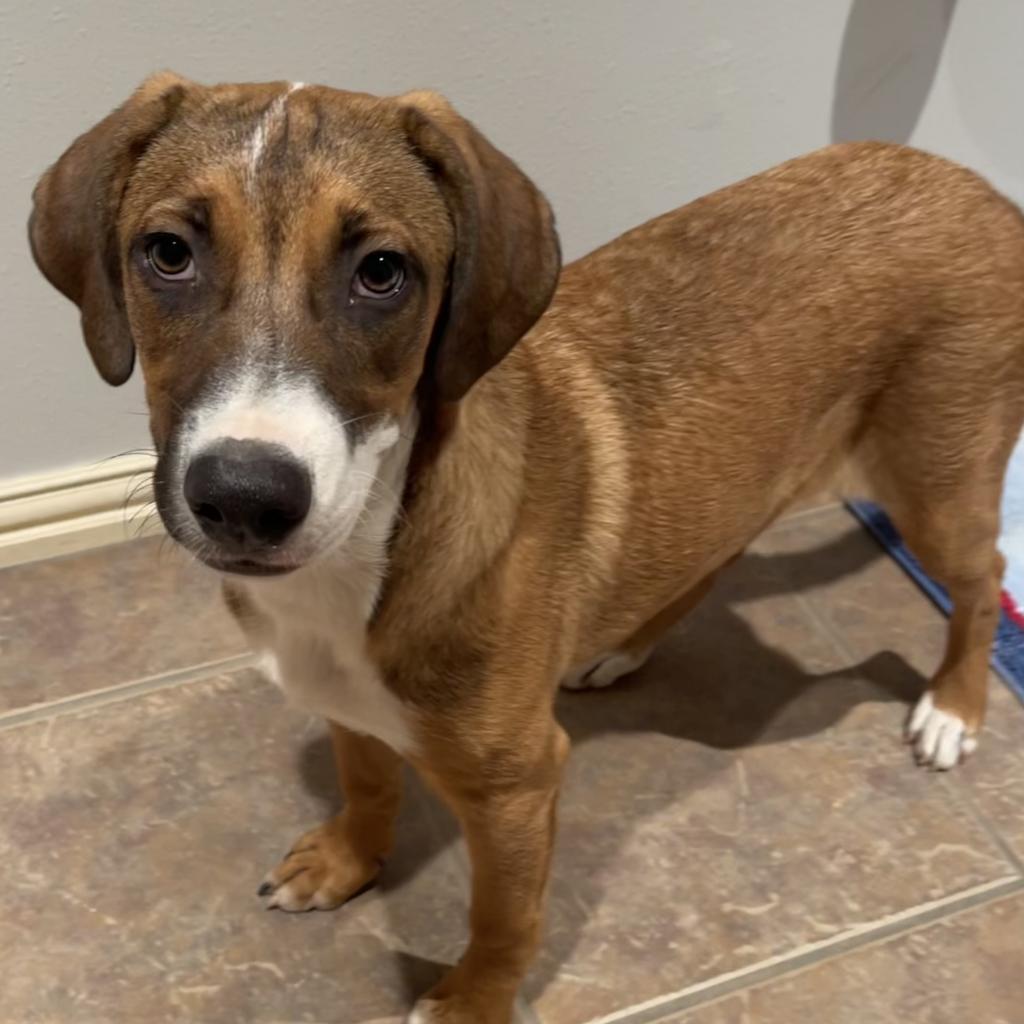 Itsy, a Adoptable mixed breed in Dallas, TX image 2/6