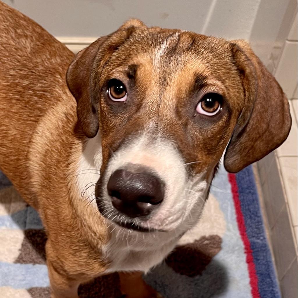 Itsy, a Adoptable mixed breed in Dallas, TX image 3/6