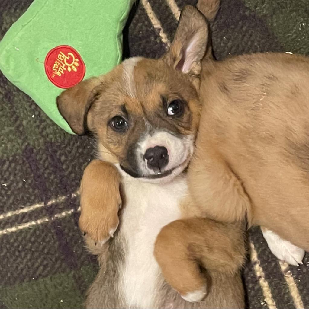 Itsy, a Adoptable mixed breed in Dallas, TX image 4/6