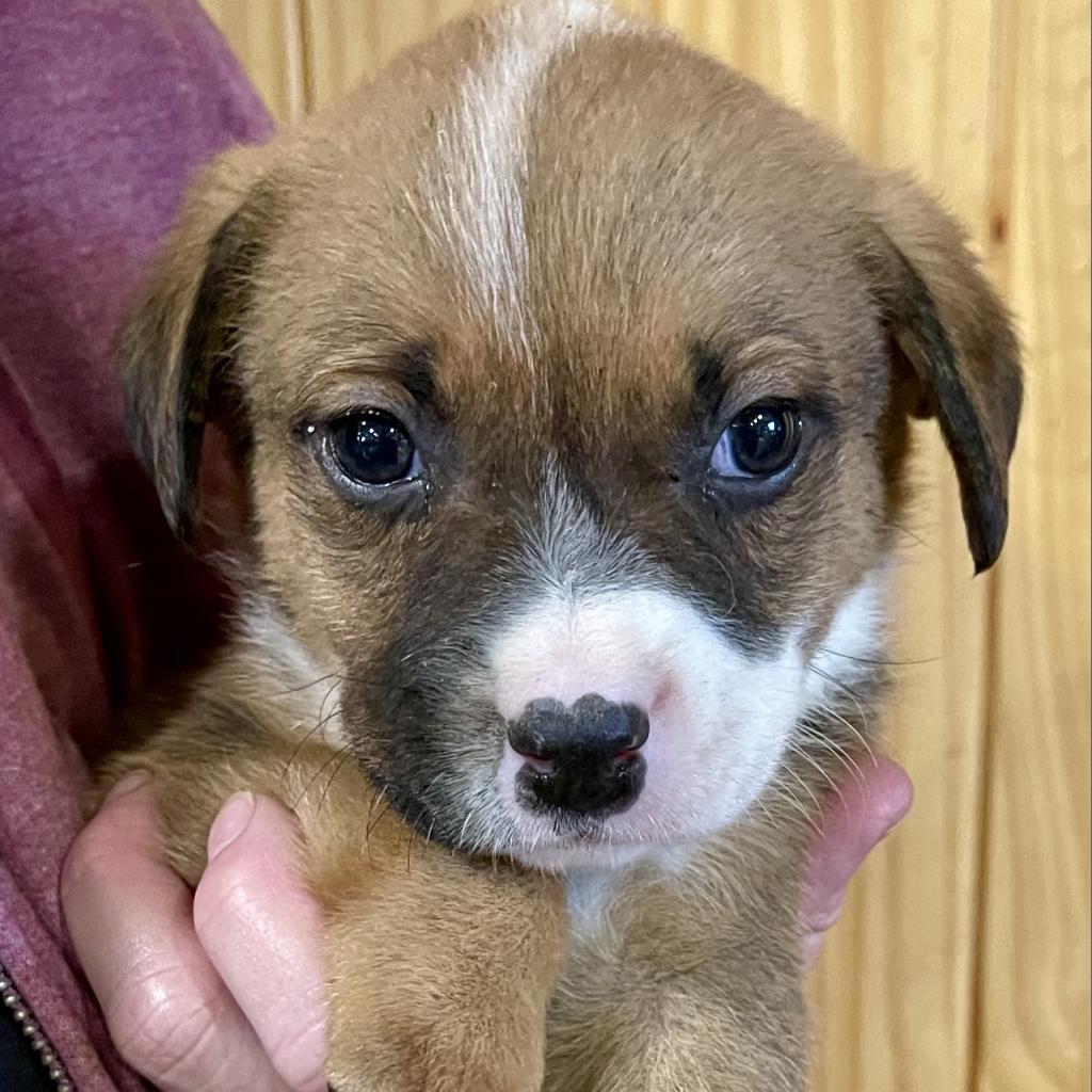 Itsy, a Adoptable mixed breed in Dallas, TX image 5/6