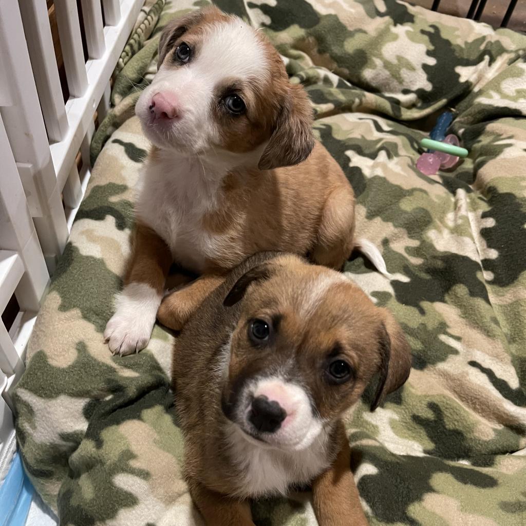 Itsy, a Adoptable mixed breed in Dallas, TX image 6/6