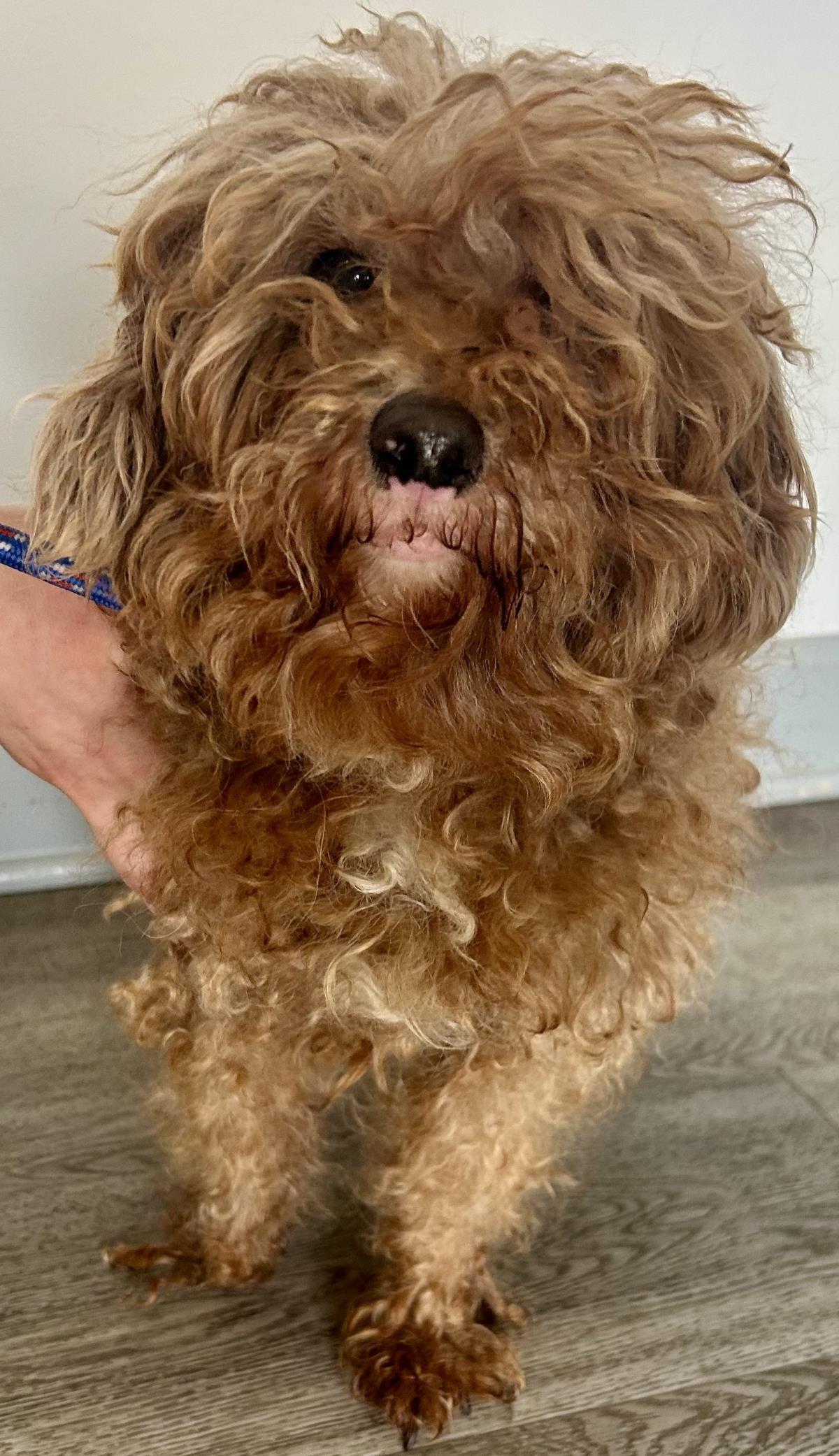 Chip, Adoptable, Adult Male Poodle.