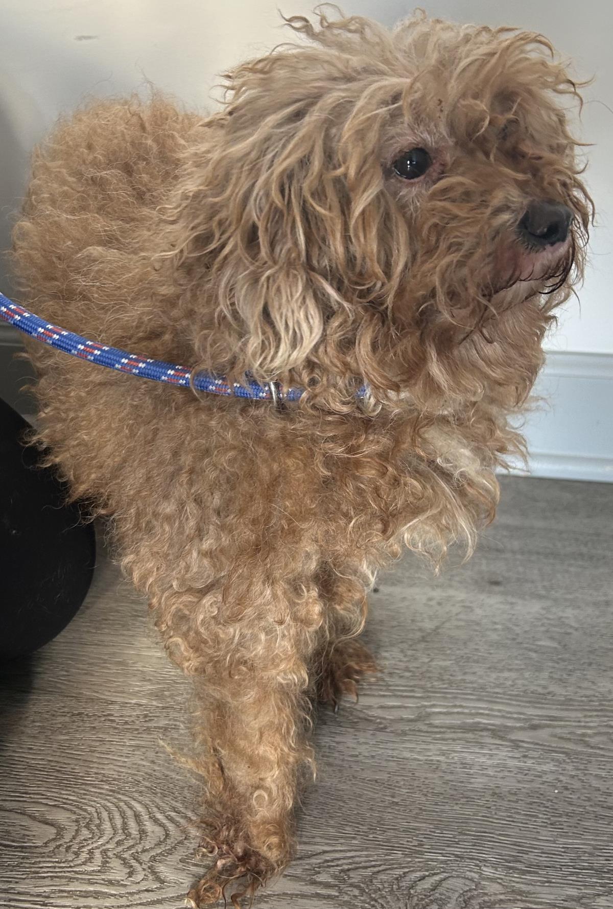 Chip, a Adoptable Poodle in Westminster, MD image 2/3