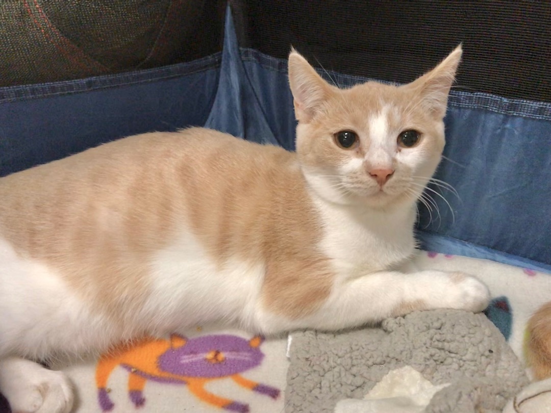 Enlarge Julie, a Adoptable American Shorthair in Vallejo, CA image 4/4