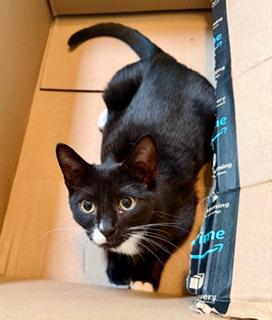 Enlarge Gracie, an adopted Domestic Short Hair in Little River, SC image 5/5