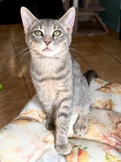 Gracie, adopted, Kitten Female Domestic Short Hair.