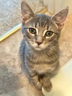 Enlarge Gracie, an adopted Domestic Short Hair in Little River, SC image 4/5