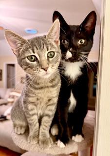 Enlarge Gracie, an adopted Domestic Short Hair in Little River, SC image 3/5