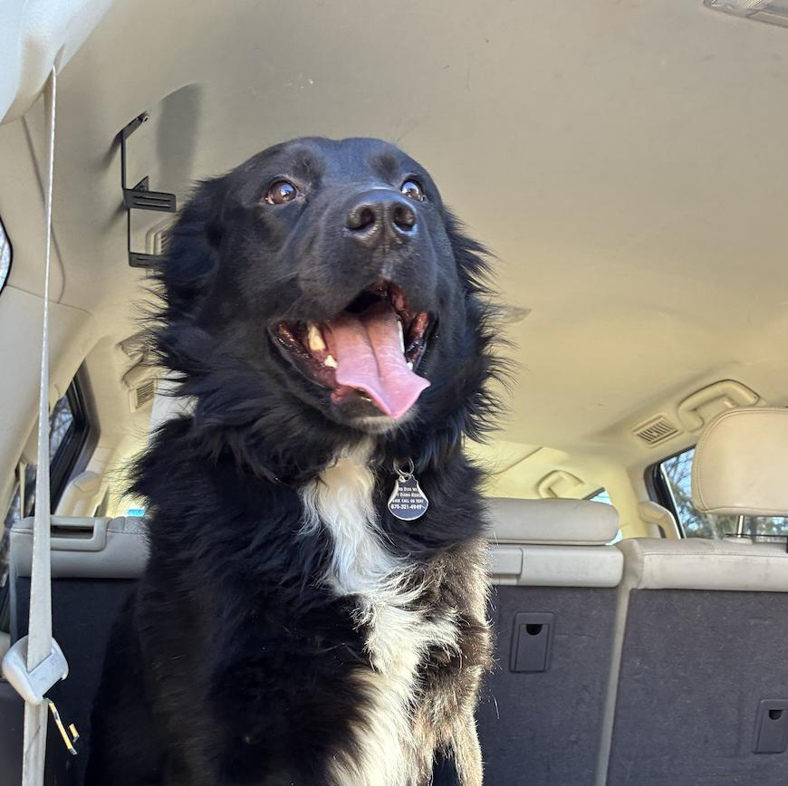Barahona / Badger, Adoptable, Adult Male Labrador Retriever & Flat-Coated Retriever.