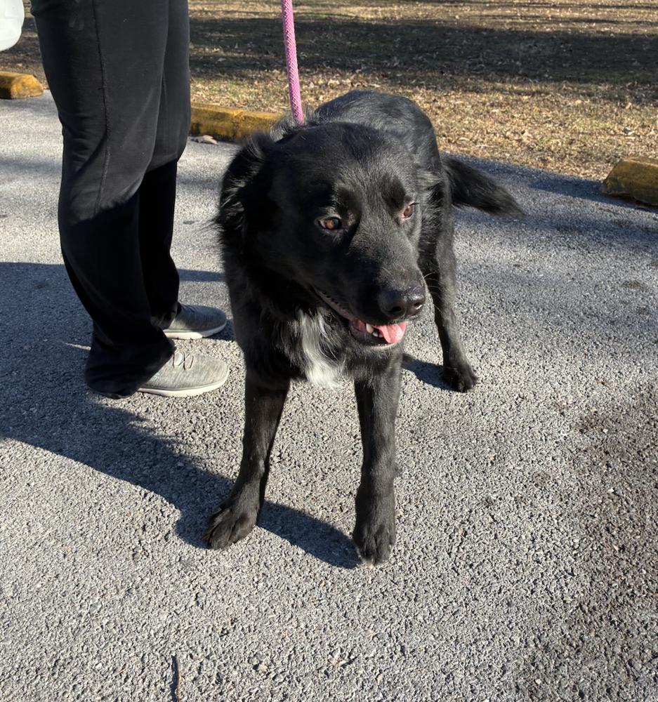 Enlarge Barahona / Badger, a Adoptable mixed breed in Broomfield, CO image 2/4