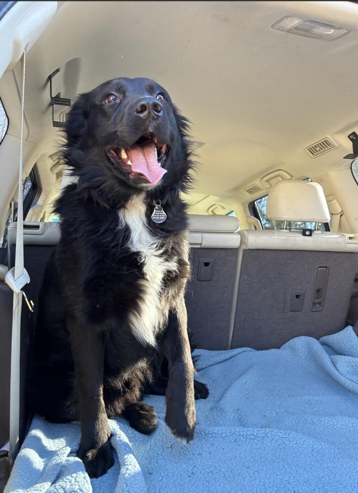 Enlarge Barahona / Badger, a Adoptable mixed breed in Broomfield, CO image 3/4