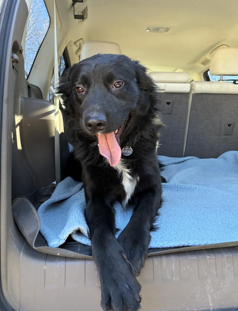 Enlarge Barahona / Badger, a Adoptable mixed breed in Broomfield, CO image 4/4