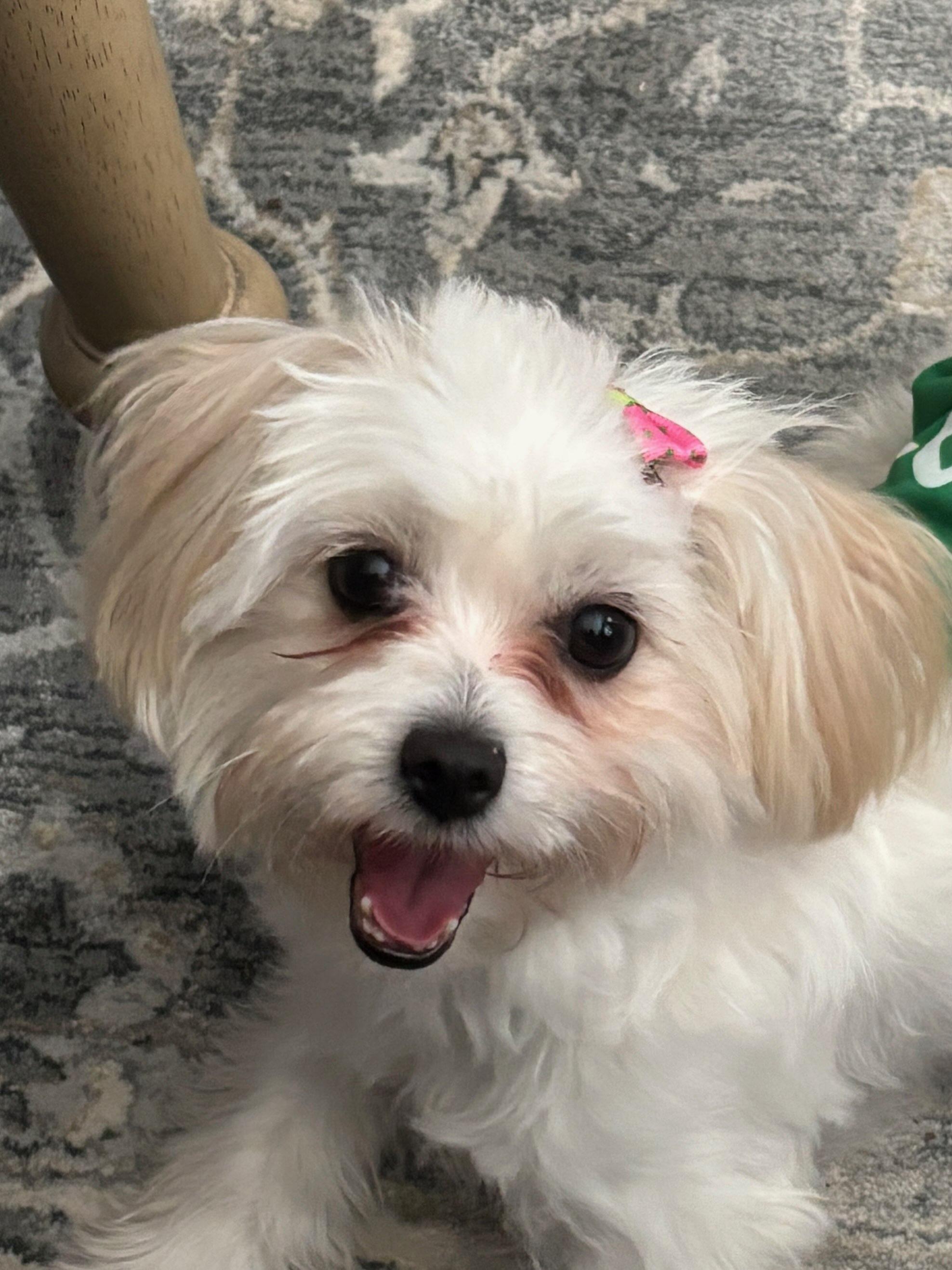 Enlarge Ruby, a ADOPTABLE Maltese in Burleson, TX image 1/1