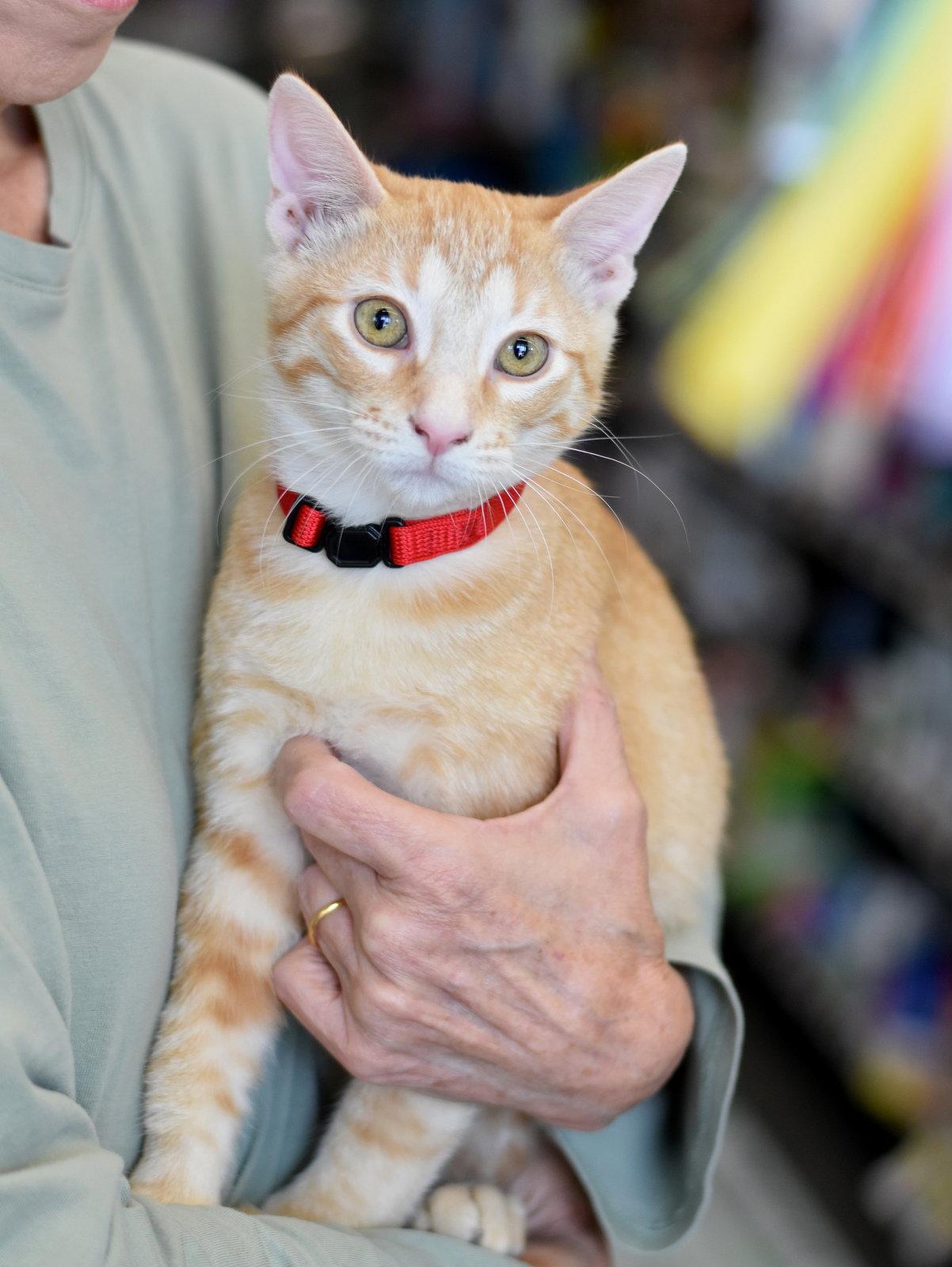 Sheldon, Adoptable, Kitten Male Oriental Tabby.