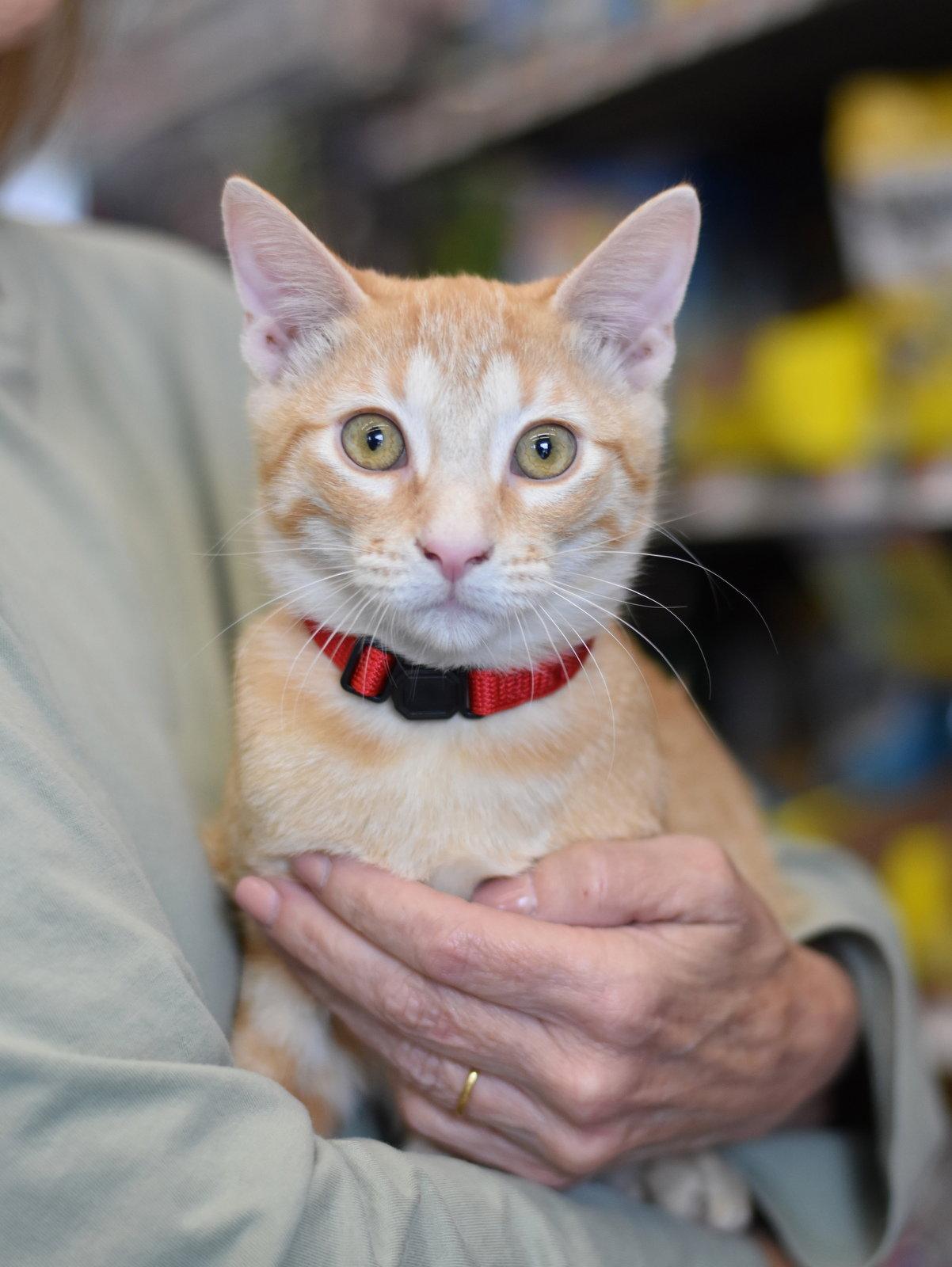 Enlarge Sheldon, a Adoptable Oriental Tabby in Montgomery, TX image 2/3