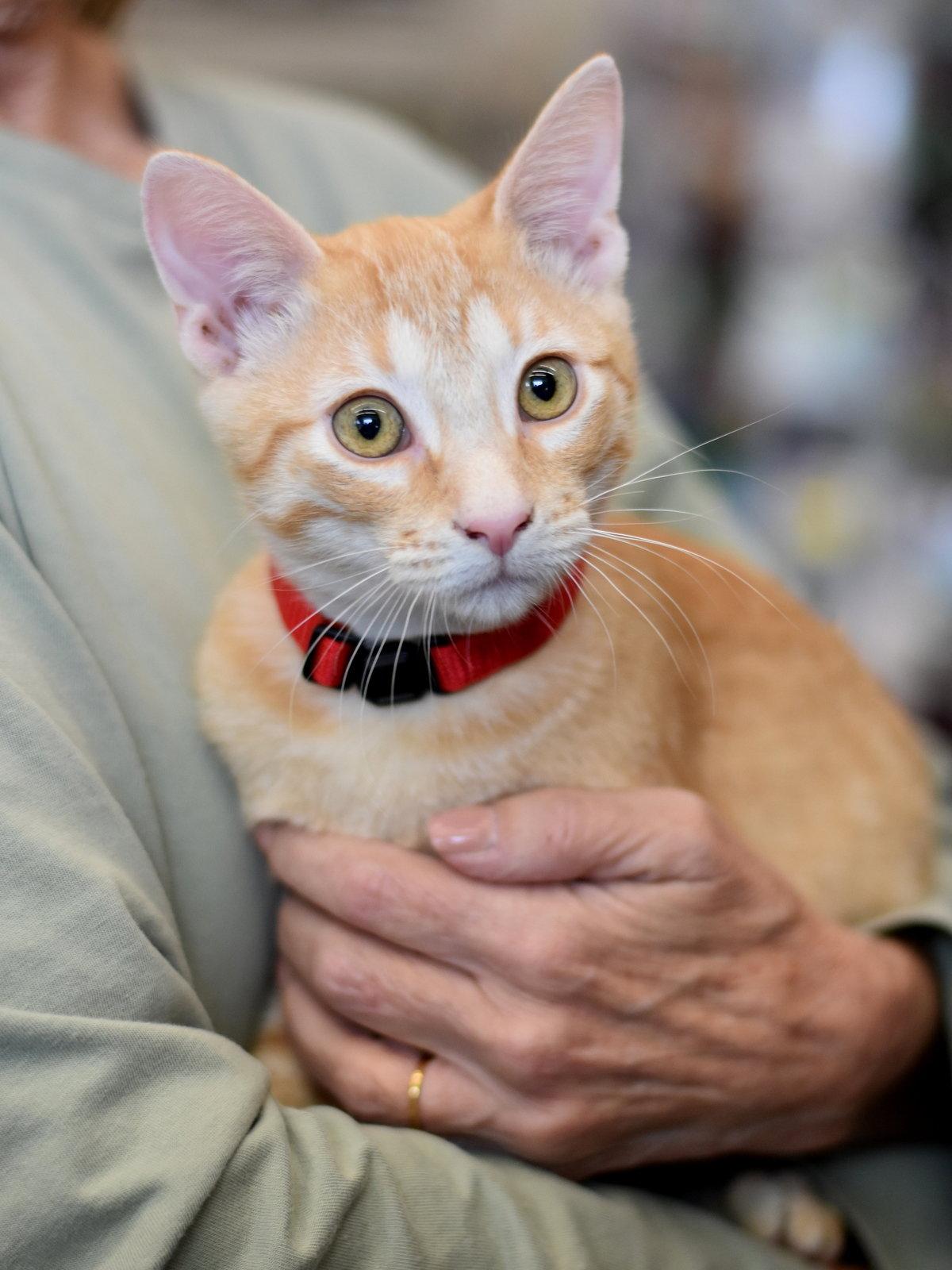 Enlarge Sheldon, a Adoptable Oriental Tabby in Montgomery, TX image 3/3