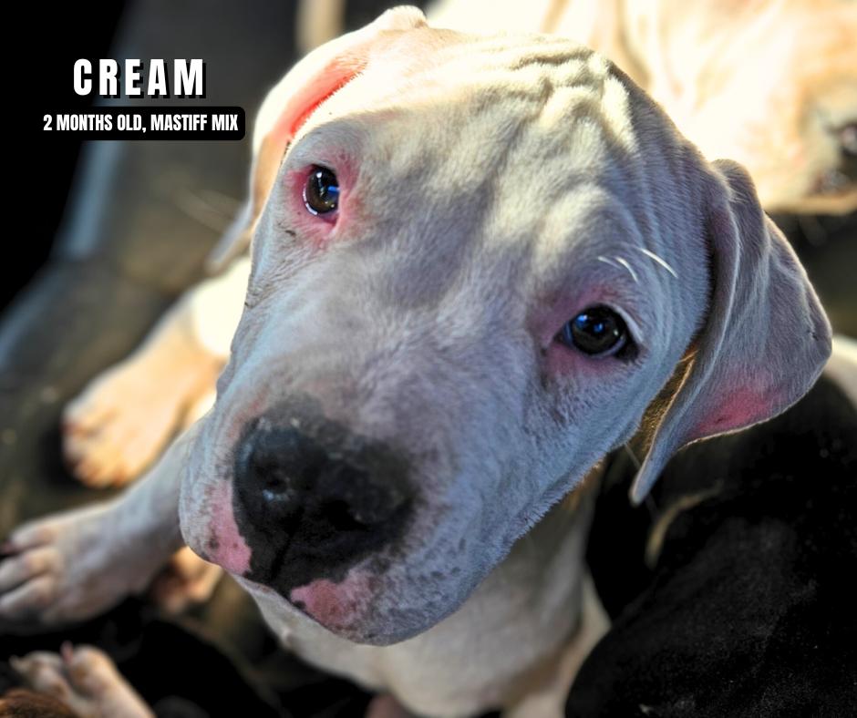 Lightning (MM), Adopted, Puppy Male Mastiff & Mixed Breed.