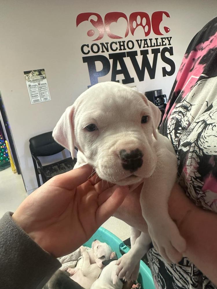 Enlarge Lightning (MM), a Adopted mixed breed in San Angelo, TX image 2/2