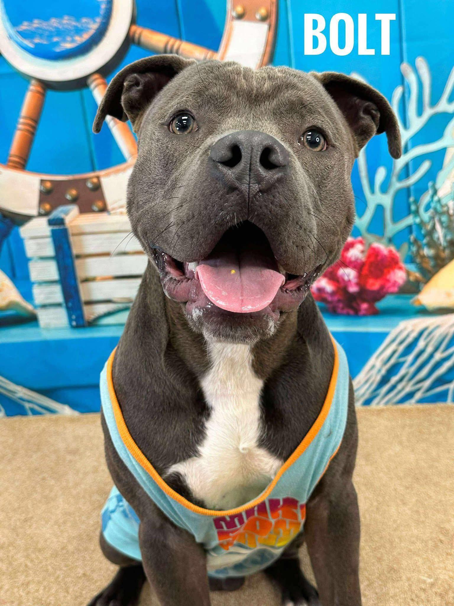 Enlarge Bolt, a ADOPTABLE Mixed Breed in Flint, MI image 1/1