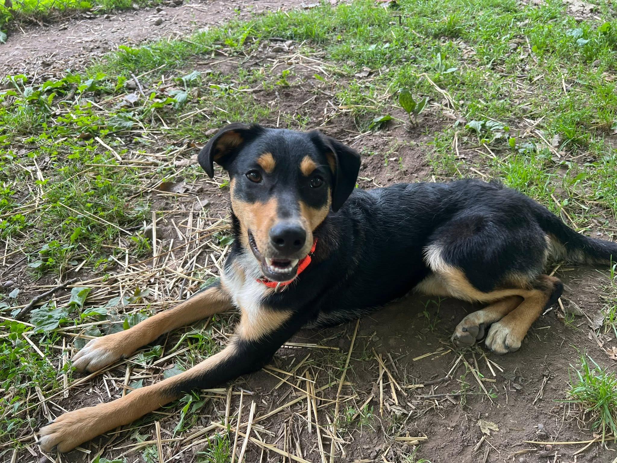 Crown Royal, Adoptable, Young Female Beagle.