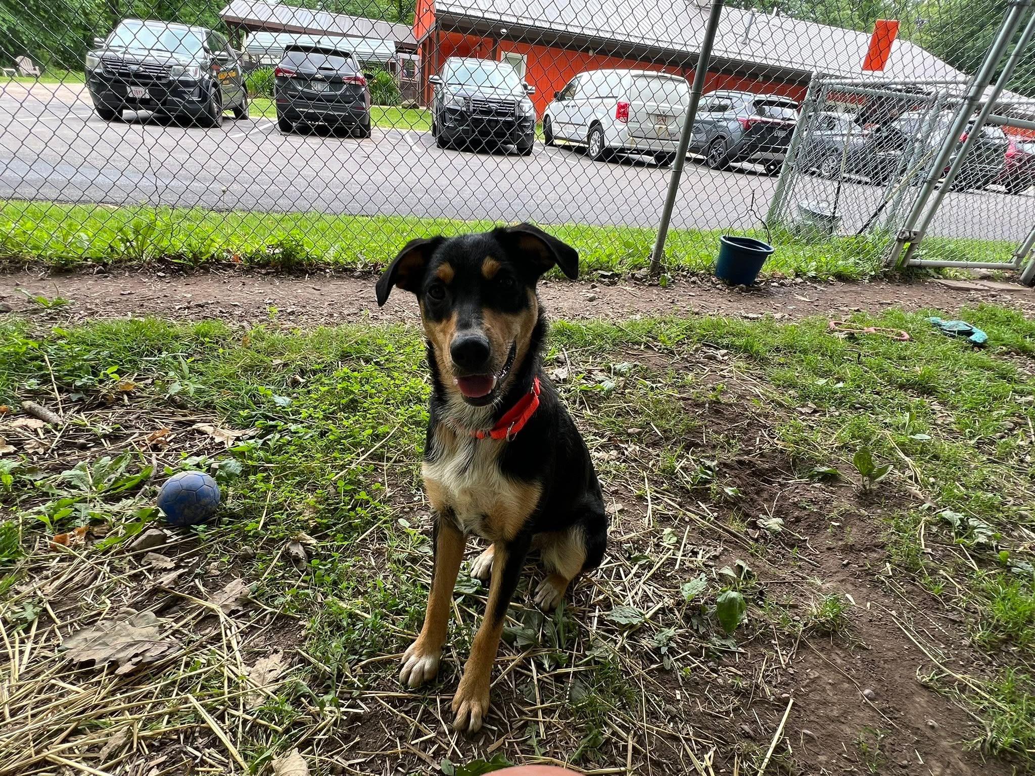 Enlarge Crown Royal, a Adoptable mixed breed in Chardon, OH image 4/4