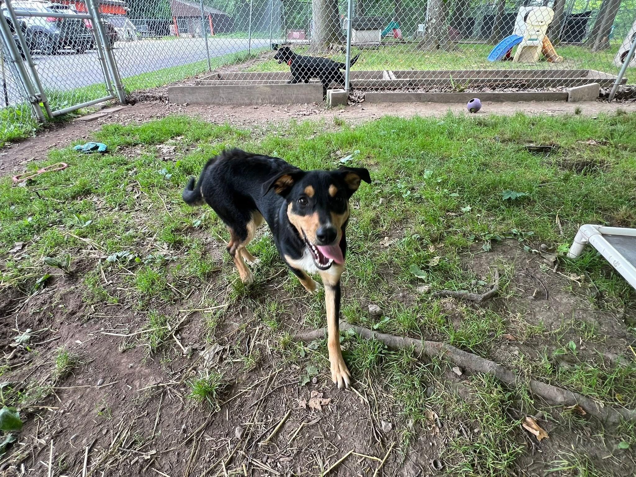 Enlarge Crown Royal, a Adoptable mixed breed in Chardon, OH image 3/4