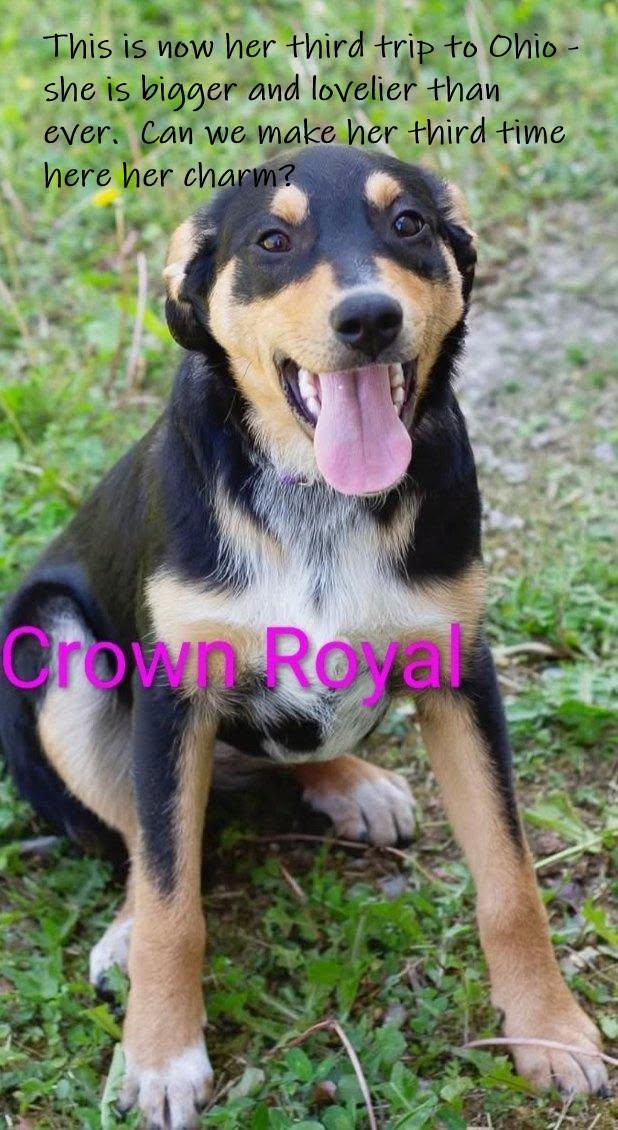 Enlarge Crown Royal, a Adoptable mixed breed in Chardon, OH image 2/4