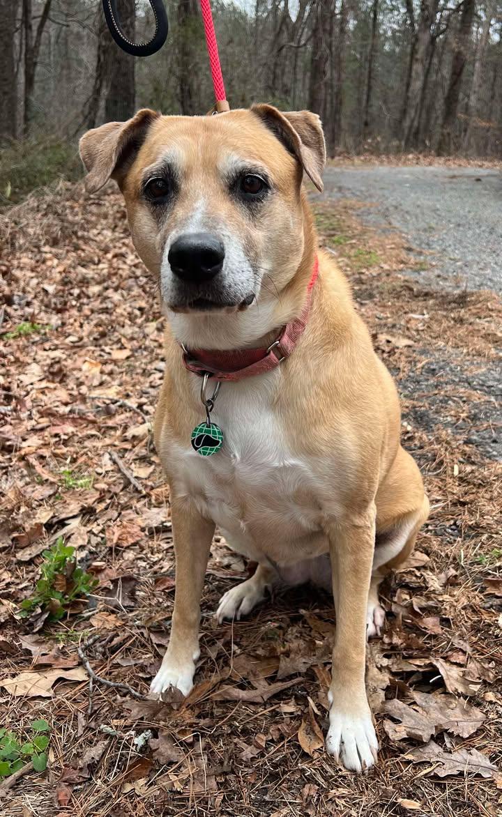 Bella, Adoptable, Senior Female Labrador Retriever.