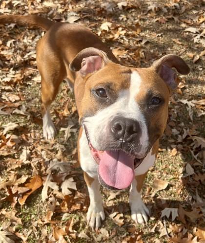 Doizer, Adoptable, Adult Male Boxer & Mixed Breed.