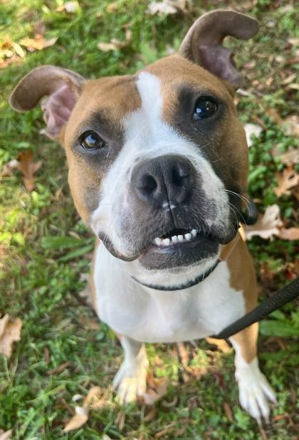 Enlarge Doizer, a Adoptable mixed breed in Savannah, GA image 3/3