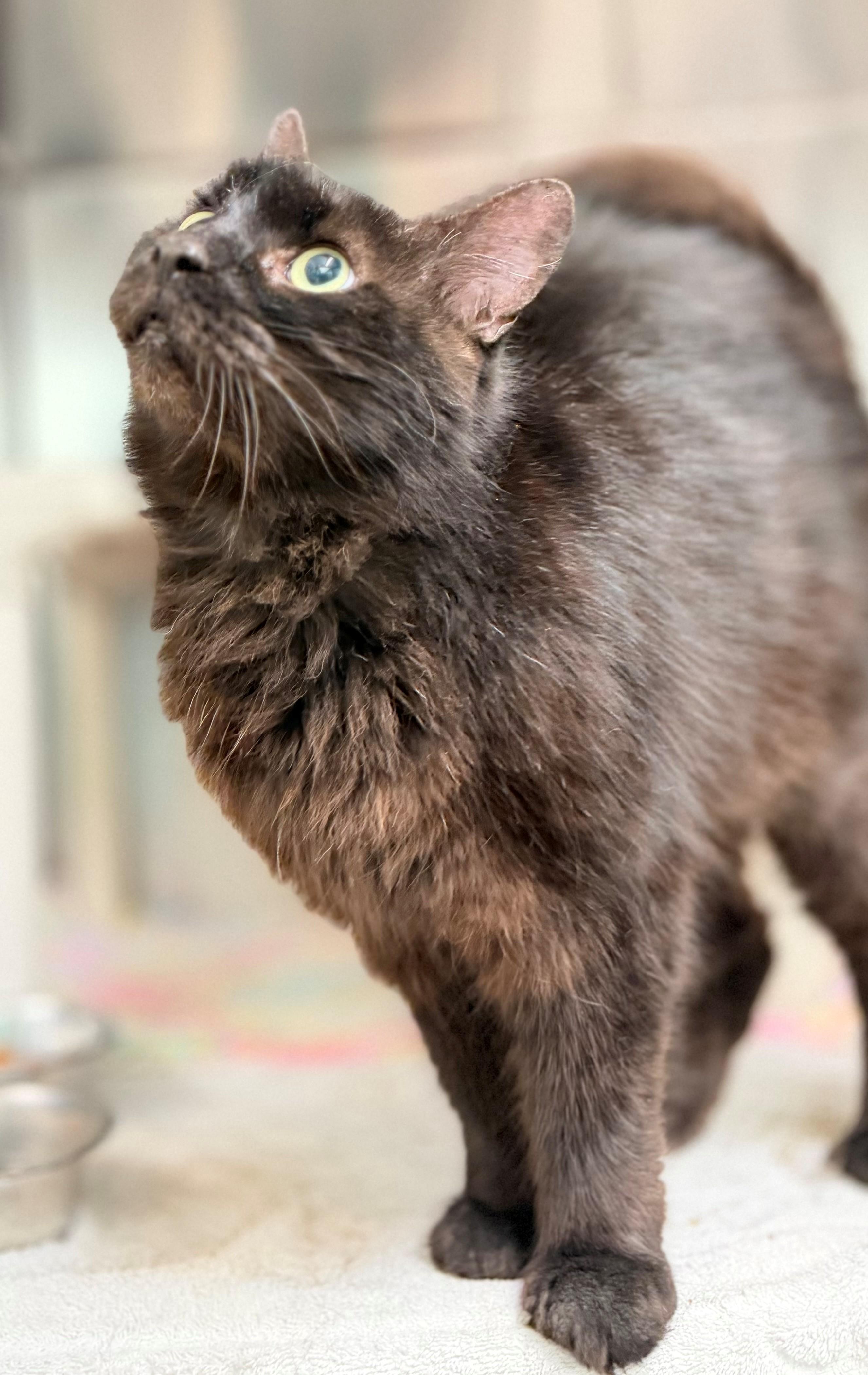 Smokey, an adoptable Domestic Long Hair in Hamilton, ON image 4/5
