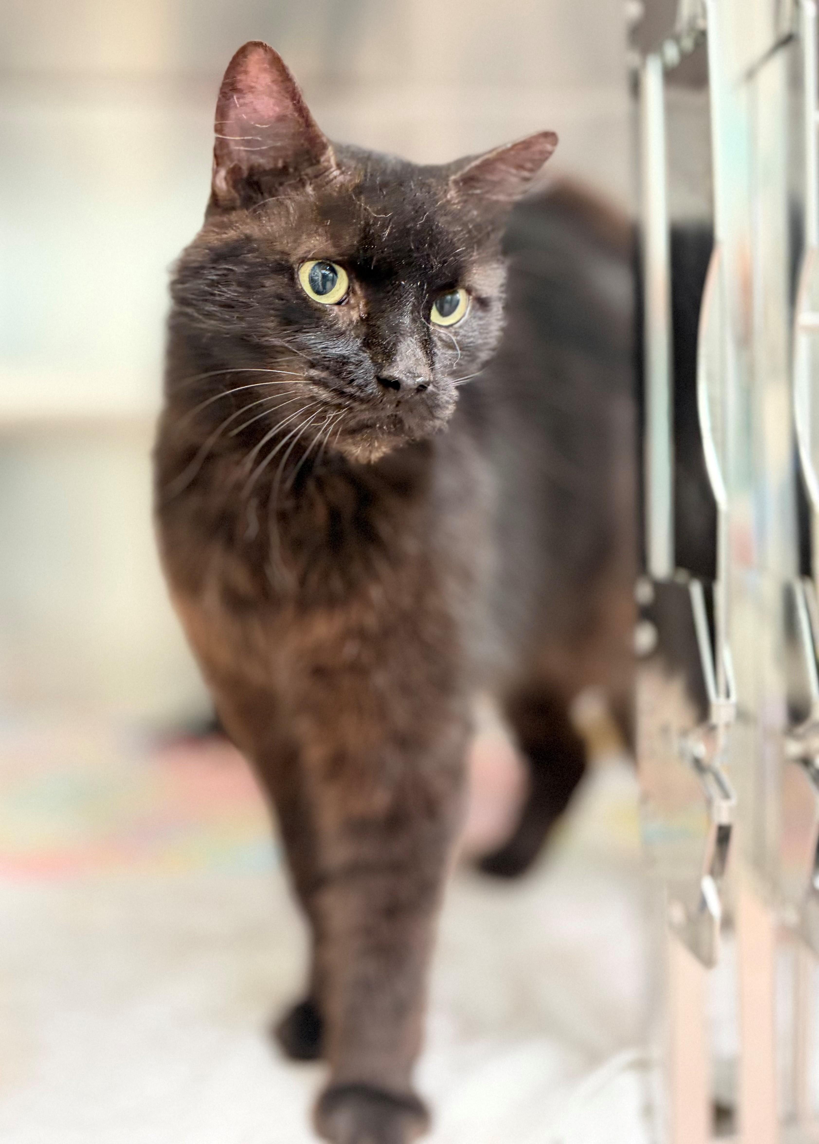 Smokey, an adoptable Domestic Long Hair in Hamilton, ON image 2/5