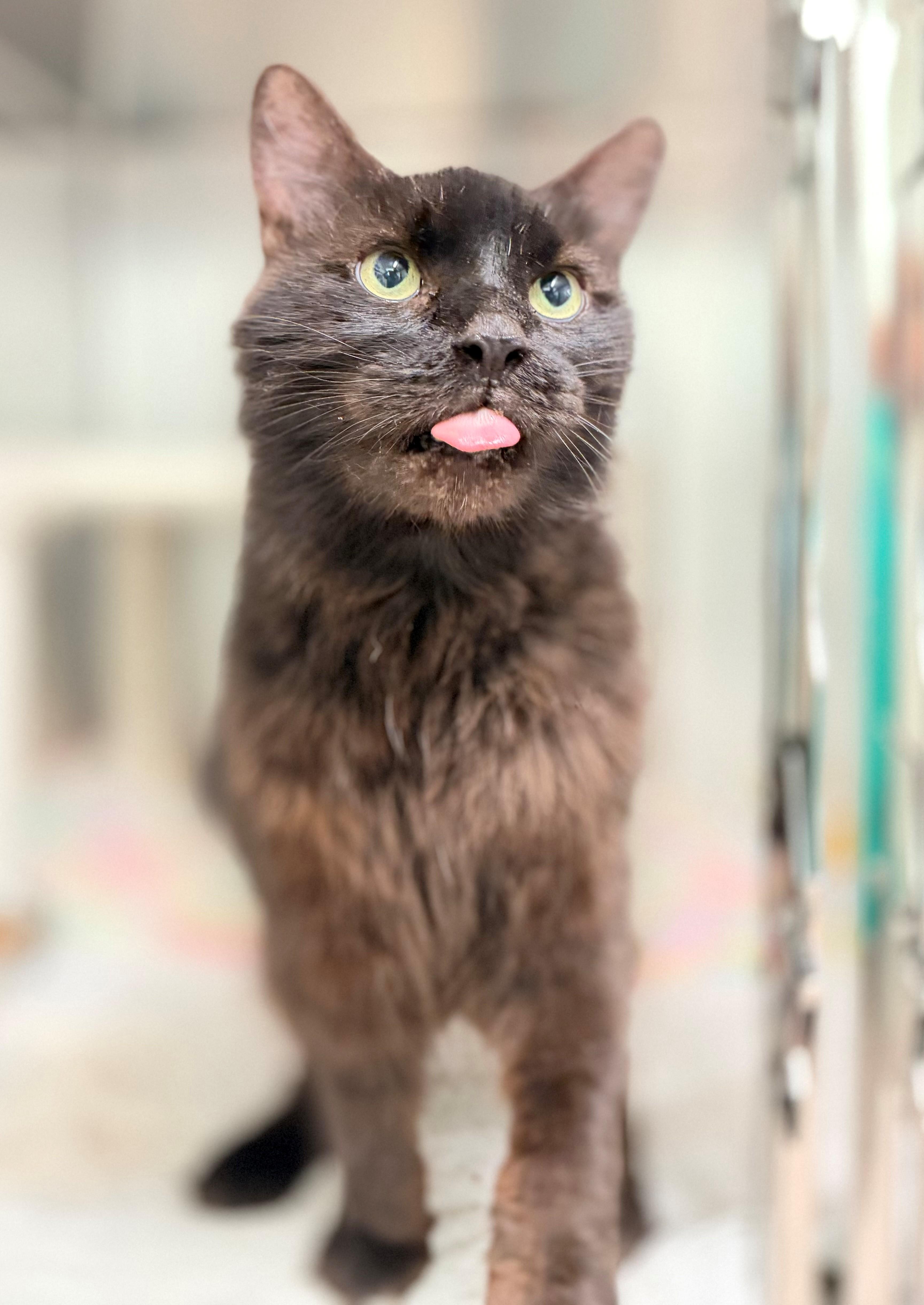Smokey, an adoptable Domestic Long Hair in Hamilton, ON image 3/5
