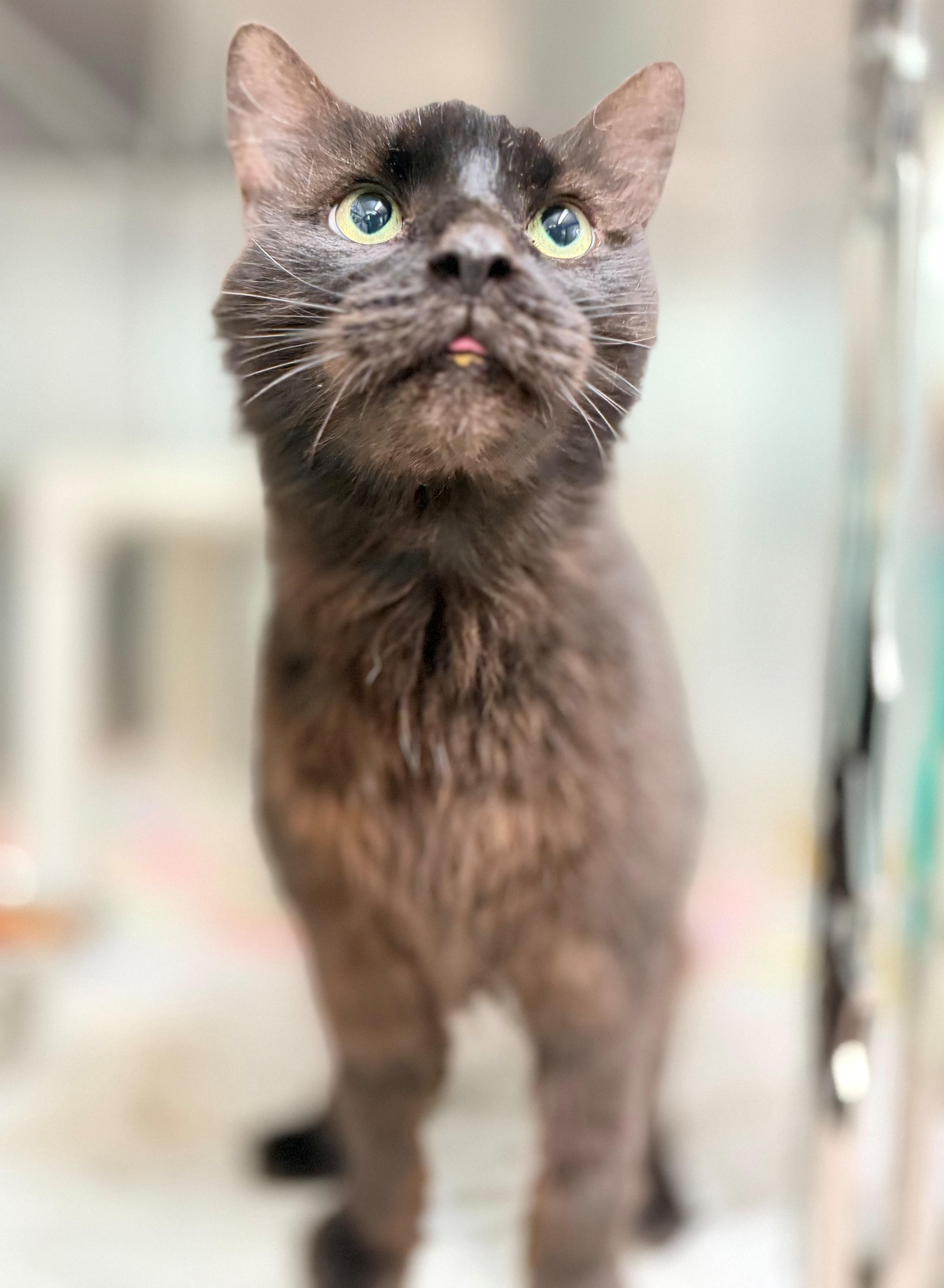 Smokey, adoptable, Senior Male Domestic Long Hair.
