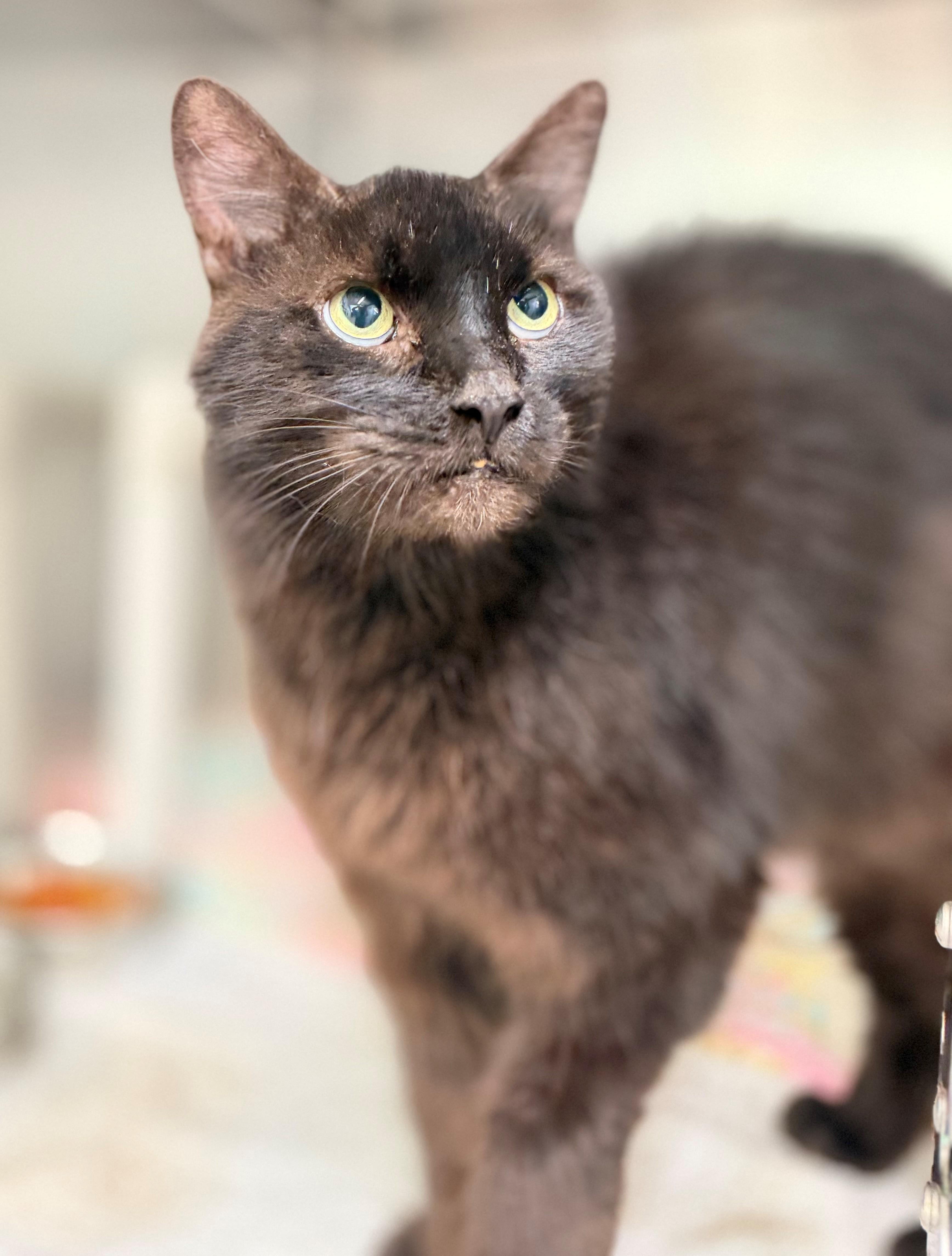 Smokey, an adoptable Domestic Long Hair in Hamilton, ON image 5/5
