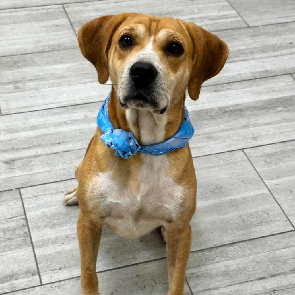 Deacon, Adoptable, Adult Male Beagle.