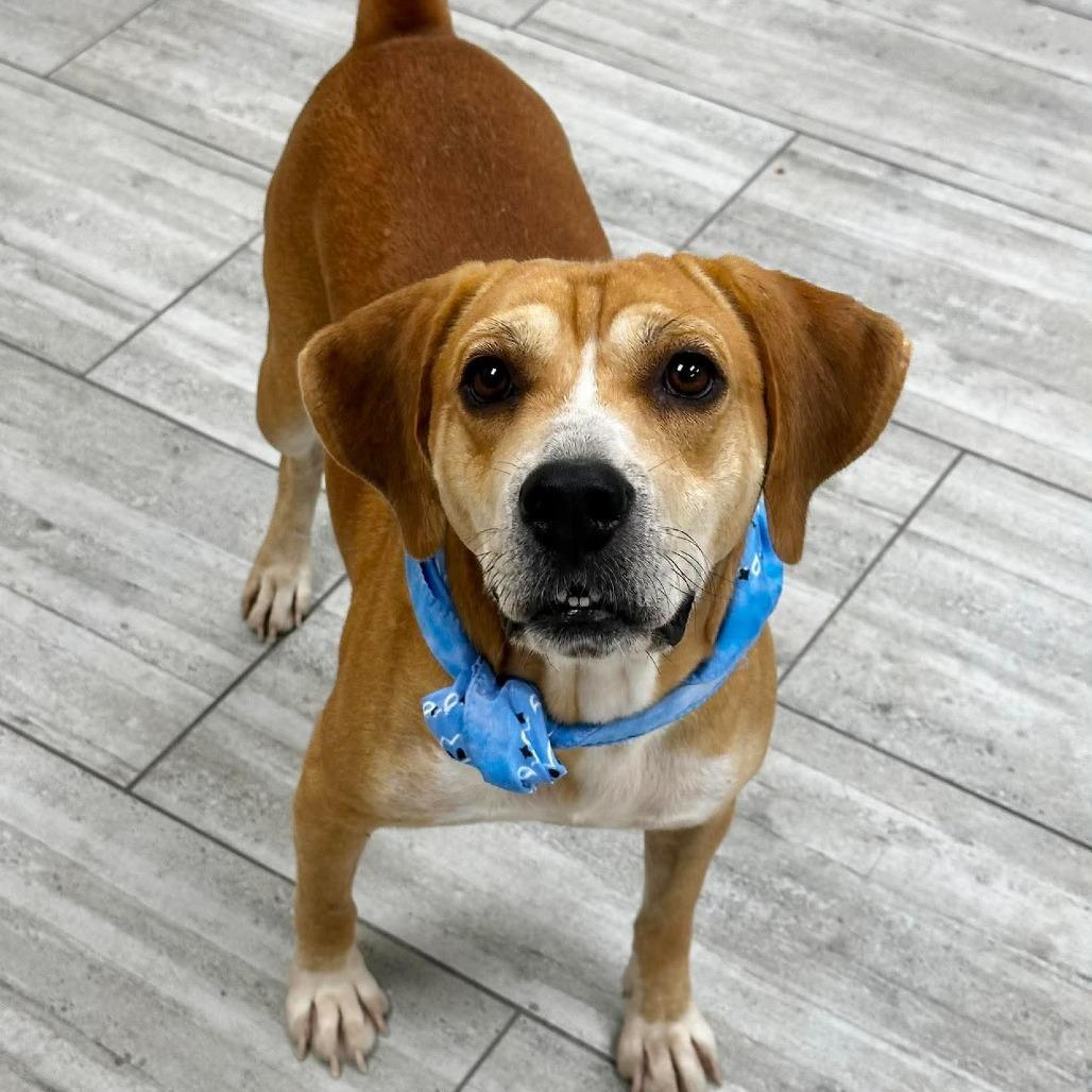 Enlarge Deacon, a Adoptable Beagle in Lufkin, TX image 2/6