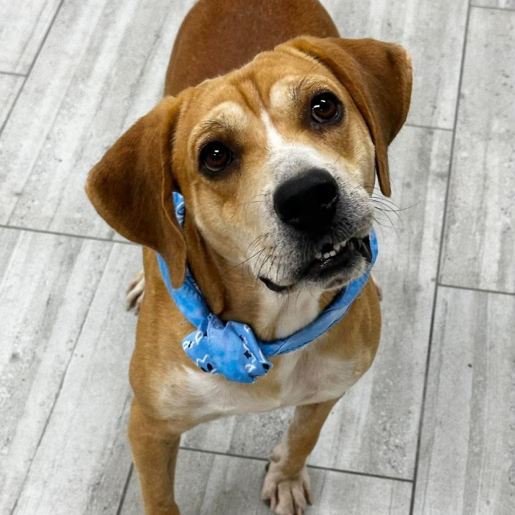 Enlarge Deacon, a Adoptable Beagle in Lufkin, TX image 3/6