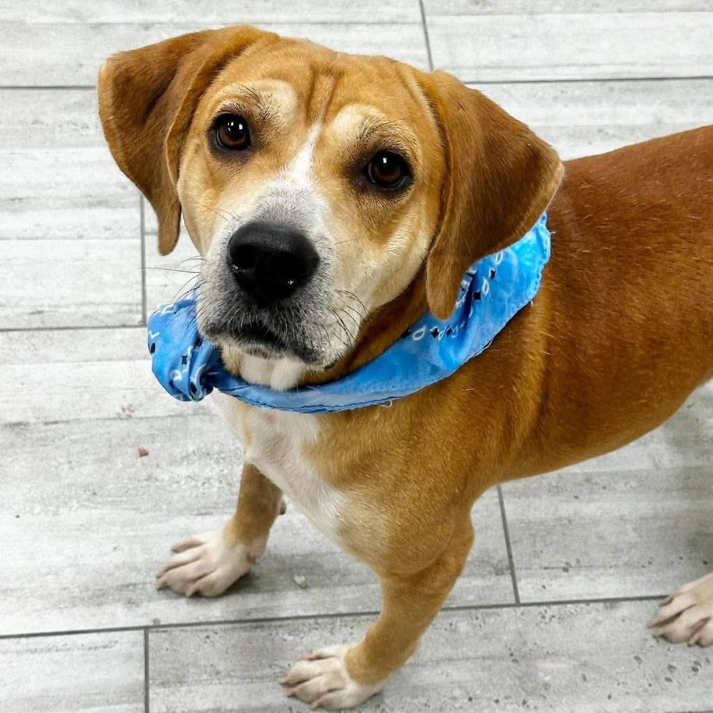 Enlarge Deacon, a Adoptable Beagle in Lufkin, TX image 4/6