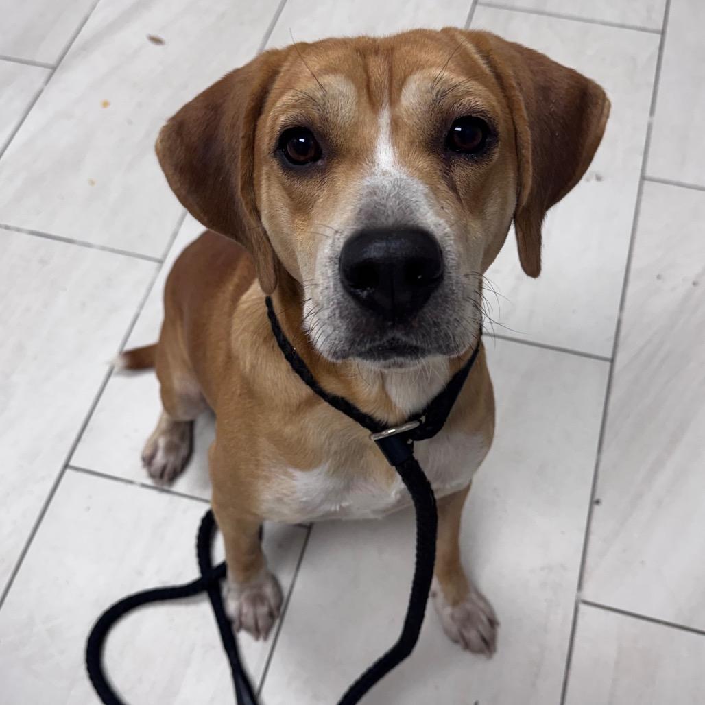 Enlarge Deacon, a Adoptable Beagle in Lufkin, TX image 5/6