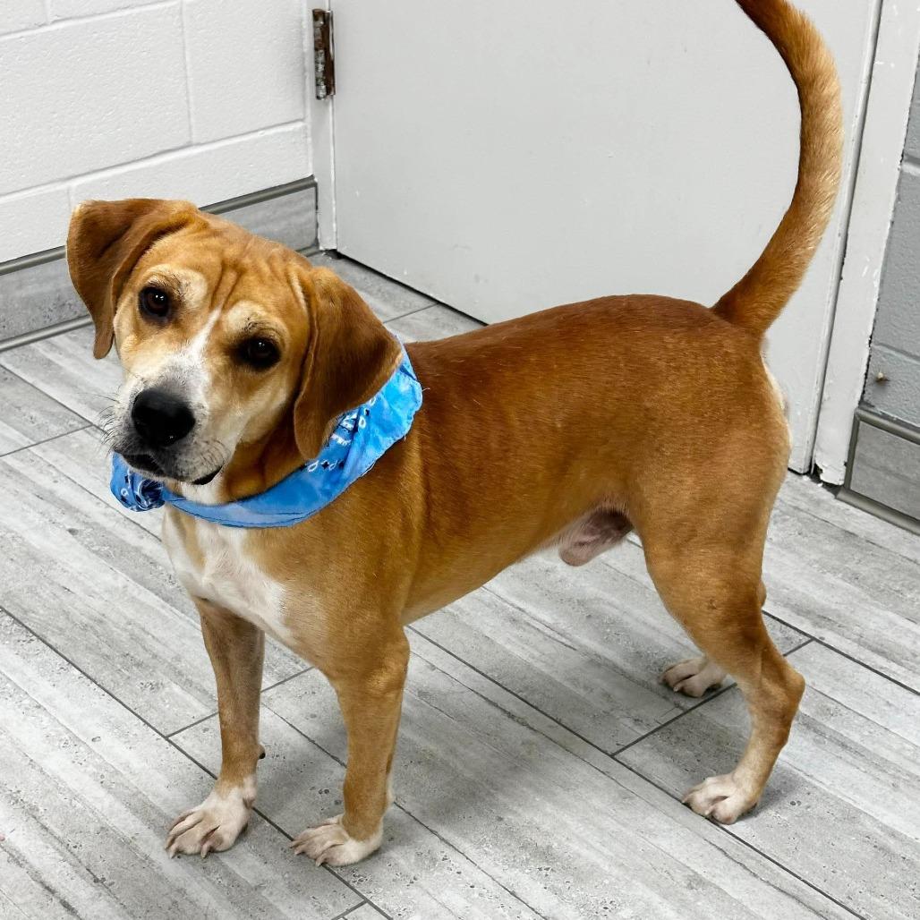 Enlarge Deacon, a Adoptable Beagle in Lufkin, TX image 6/6