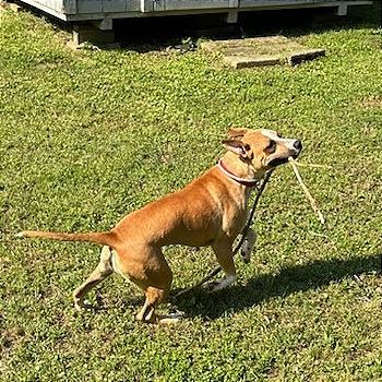 Apple Brownie, Adoptable, Adult Female Mixed Breed.