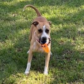 Apple Brownie, a Adoptable Mixed Breed in Memphis, TN image 2/6