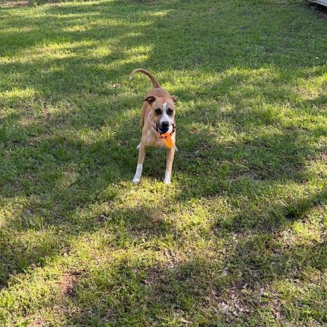 Apple Brownie, a Adoptable Mixed Breed in Memphis, TN image 3/6